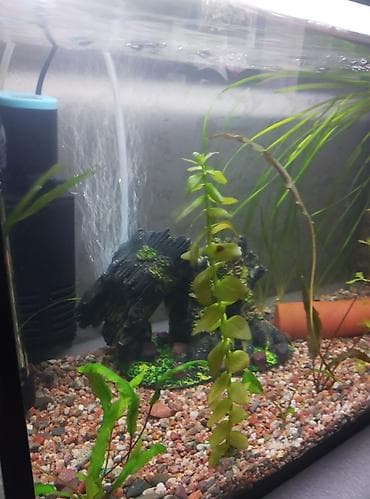 насос для аквариума бишкек: Продам аквариум полный комплект параметры аквариума 51 см длина — 5
