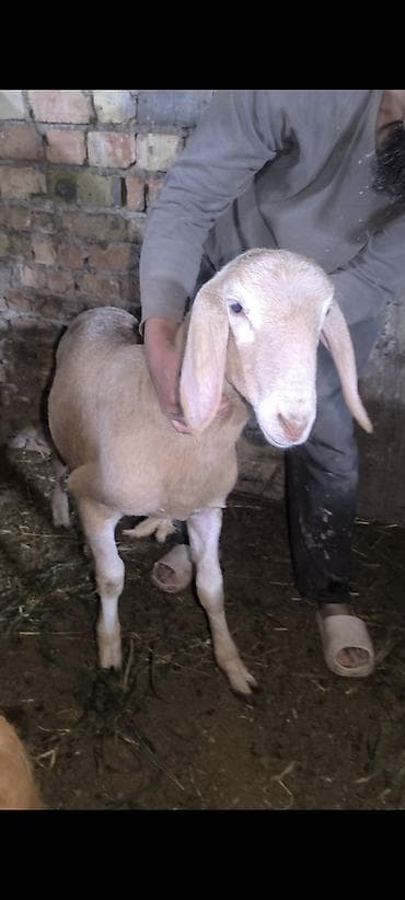 шинок хаски: Продаю | Овца (самка) | Эдильбаевская | На забой — 5