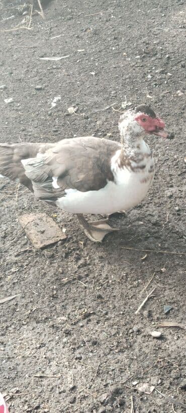 Индоутки,Селезень и 4тре.утки весенние этого года 3500т.сом — 2