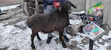аршан баран: Продаю | Баран (самец) | Гиссарская | На забой | Племенные — 10