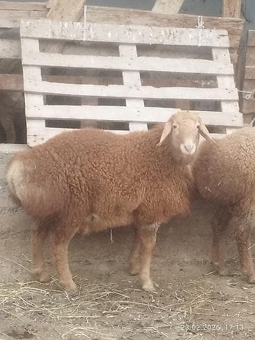 форма животных: Продаю | Ягненок | Арашан | Для разведения | Осеменитель — 3