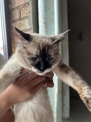 кошка бесплатная: Кошка даром: Сиамская, 7 месяцев, Девочка, Приучена к лотку — 10