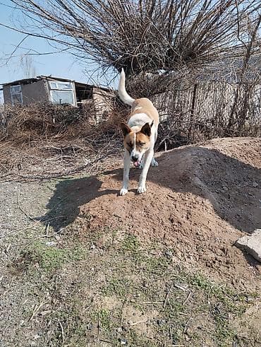 продажа щенков немецкой овчарки с документами в бишкеке: Отдам даром. г. Токмок. Собака крупного размера, кобель. Окрас — 2