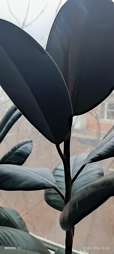 сколько стоит кактус в горшке: Фикус эластика (Ficus elastica, «Каучуковое дерево») в горшке. - — 3