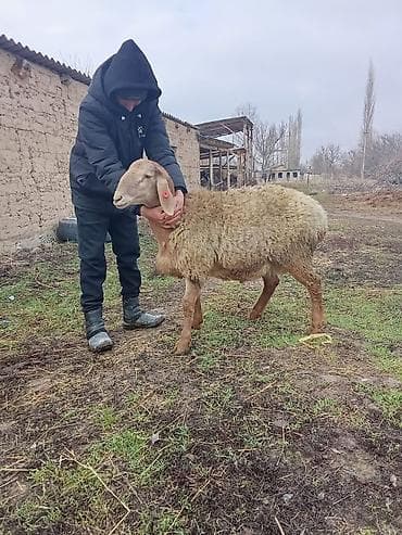 ахатины улитки: Продаю | Баран (самец) | Арашан | Для разведения | Племенные — 4