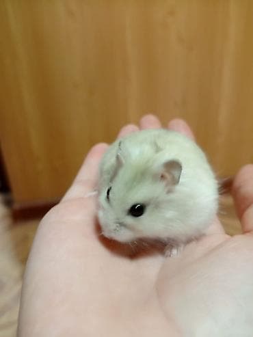 карликовые утки: Карликовые хомячки (джунгарики) - Разные окрасы: светлый жемчужный — 1