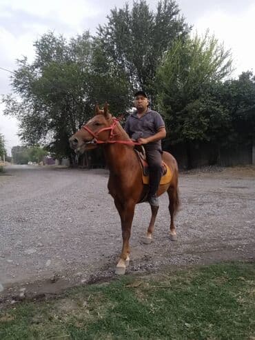 кошка домик: Продаю | Кобыла (самка), Жеребец | Рабочий — 5