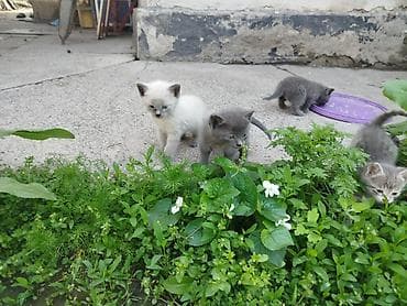 Продажа кошек: Котята от кошки-суперохотницы - Помёт от домашней кошки, которая — 3