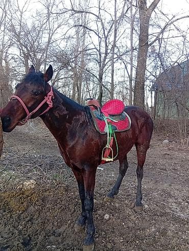 романовский порода: Продаю | Жеребец | Кара Жорго — 3