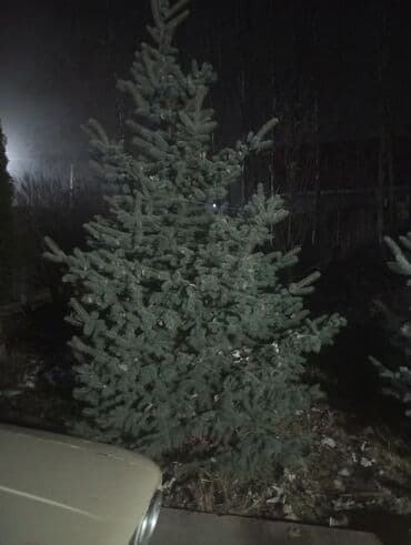 удобрения карбамид: Голубой ел 5шт 3,5-4метр — 3