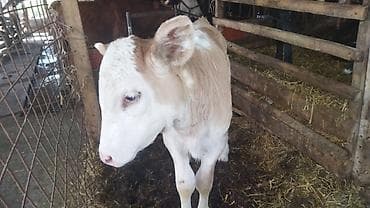 Продаю | Корова (самка) | Швицкая | Для молока at lalafo.kg Продаю | Корова (самка) | Швицкая | Для молока