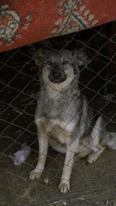 Серый ищем хозяев у кого вольер есть и будка стерильная привитая