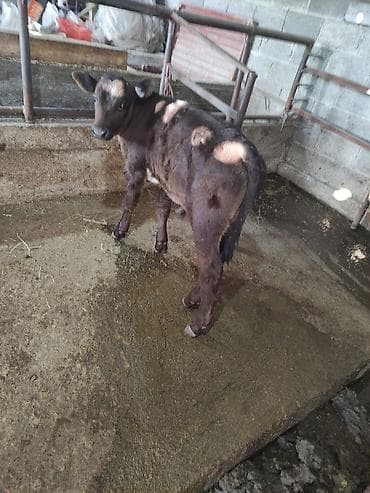 сова живая: Продаю | Бык (самец) | Швицкая | Для разведения | Искусственник — 1