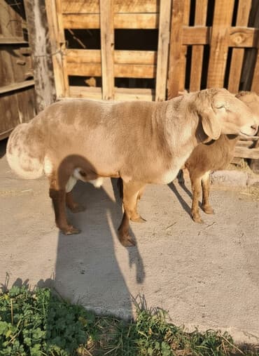 рэгдолл цена бишкек: Продаю | Баран (самец) | Арашан | Для разведения | Осеменитель — 1