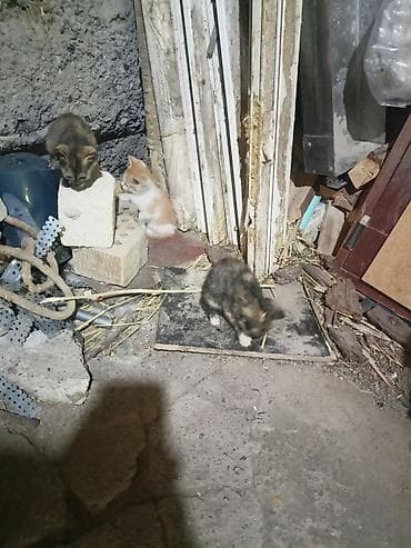 черепаховая кошка: Котята - Возраст: примерно 4–6 недель (по фото — только начинают — 3
