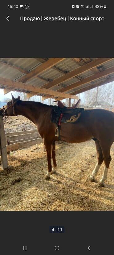 Жылкылар, аттар: Сатам | Байтал | Ат спорту — 8