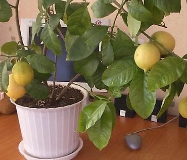 комнатный лимон: Лимон Мейера (Limon Meyeri) в горшке - Компактное цитрусовое дерево — 4