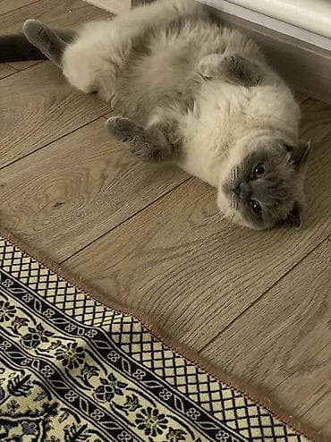 шотландский кот цена: Скотиш Фолд (Шотландская вислоухая), 3 года, Мальчик, Голубой, Кастрирована — 1