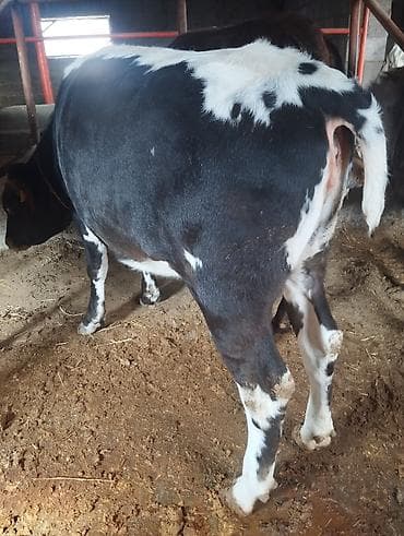 на племя: Продаю | Бык (самец) | На откорм | Привязанные — 4