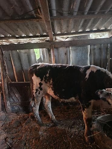 Продаю | Бык (самец) | Полукровка | На откорм