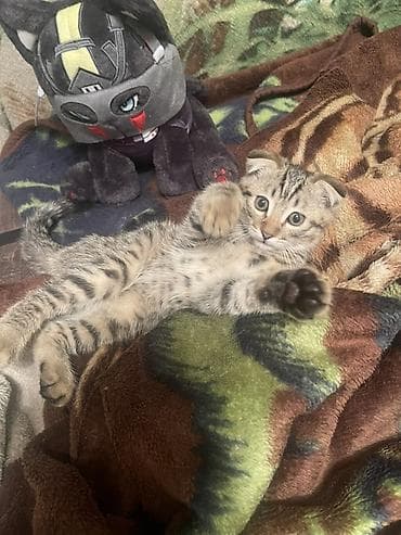cat sofa: Скотиш Фолд (Шотландская вислоухая), 3 месяца, Мальчик, Приучена к лотку — 8