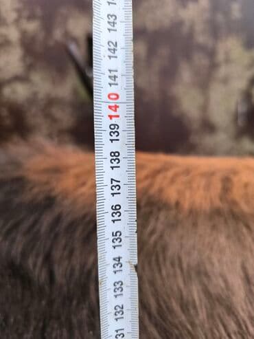 мышык фото: Сатам | Кунаажын | Алатоолук | Бордоп семиртүү үчүн | Байланган — 9