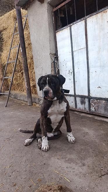 4 года, Самец