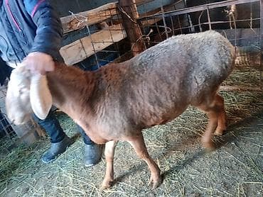 Другие животные: Продаю | Баран (самец) | Арашан | Для разведения | Племенные — 2