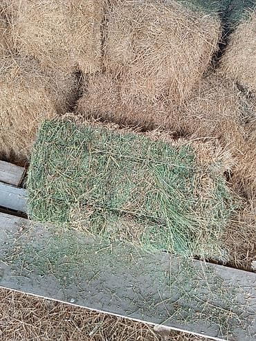 Продаю тюки большие чисто клевер 400 Кант село Киргщелк