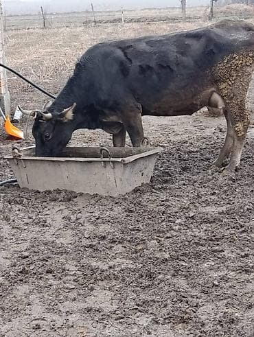 Птицы: Продаю | Корова (самка) | Для молока | Привязанные — 4