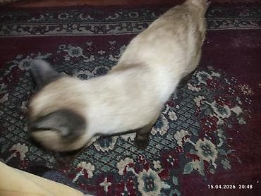 бенгальские кошки бишкек: Девочка, Приучена к лотку — 1