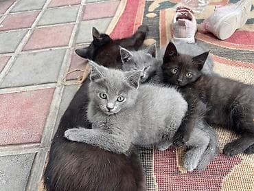 scottish fold: - Окрас: серый чёрная - порода: британская - Возраст: примерно 3 — 1
