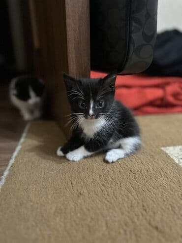 шотланская вислоухая кошка: Отдам в хорошие руки котят один (чёрный), пушистые, второй с белыми — 8