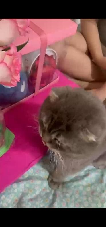 трехцветный кот мальчик: ПРОПАЛА КОТ !!!!! АРИЕНТИР АРАВАСКАЯ — 2