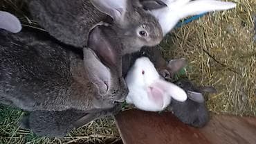 разведение рыб: Продаю | Крольчата | Фландр | Для разведения — 2