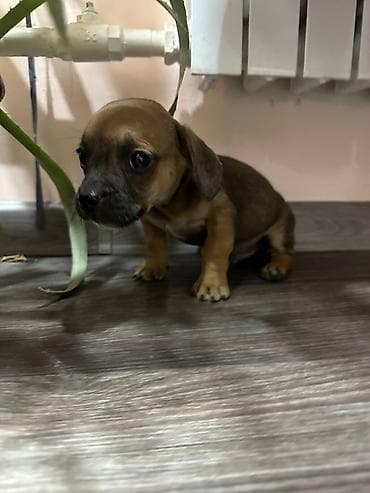 милые собаки: Продаются очаровательные породистые щенки смешанной породы. Малышам 2 — 2