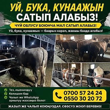 продаю кролов: Закуп крупного рогатого скота (КРС) в Чуйской области. Что принимаем — 1