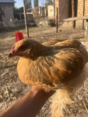 брамы: Продаю | Куры | Брама | Для разведения — 3