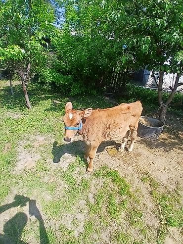 боксер собака купить: Продаю | Бык (самец) | Швицкая | На откорм | Искусственник — 1