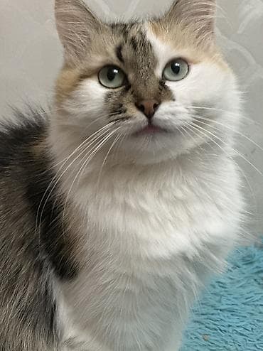 сибирский лайка: Если не готовы потратится на лоток наполнитель когтеточку просьба — 6