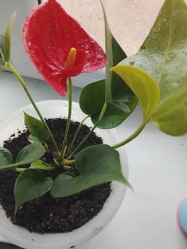 Антуриумы: Антуриум (Anthurium andreanum), комнатное декоративно-цветущее — 2