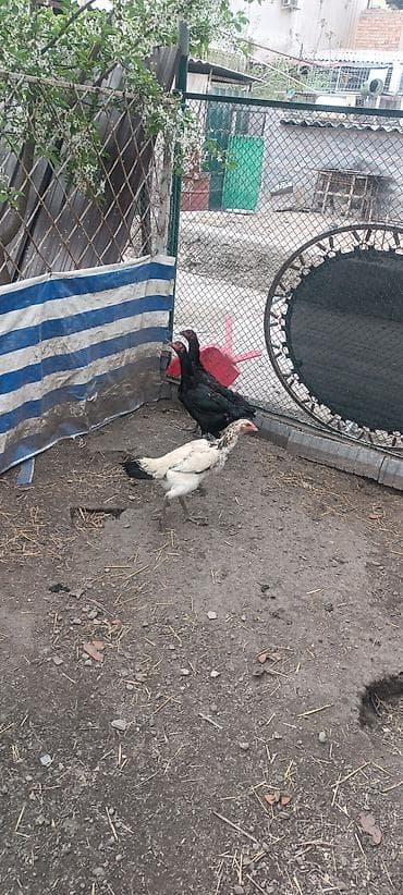 цыплята суточные цена: Продаю курей Бойцовые. цена 3000 сом за одну — 2