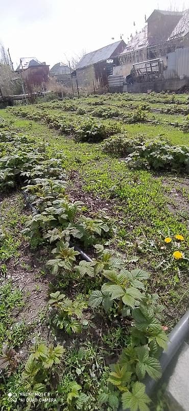 Малина кочоттору сатылат. Польшадан заказ кылынган момосу чонаябай