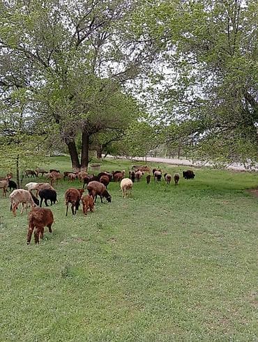 бараны мириносы: Продаю | Овца (самка) | Полукровка | Для разведения | Матка — 2