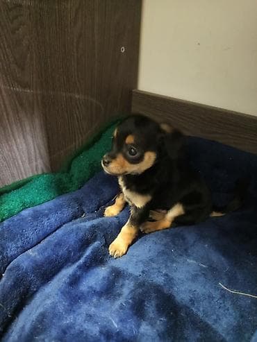 Услуги ветеринара: Той-терьер, 2 месяца, Самец — 1