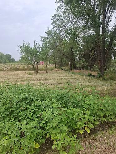 удобрение для малины: Продается малинник с плодородной почвой. Идеально подходит для — 5