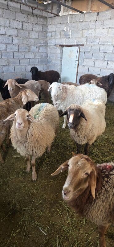 бараньи головы: Продаю | Овца (самка), Ягненок, Баран (самец) | Полукровка, Меринос, Арашан | На забой, Для разведения — 4
