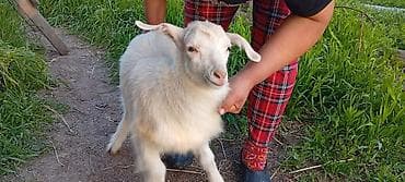 козу баран: Продаю | Коза (самка) | Для разведения — 3