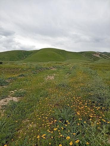 кок талаа: 5 соток, Курулуш, Кызыл китеп — 4