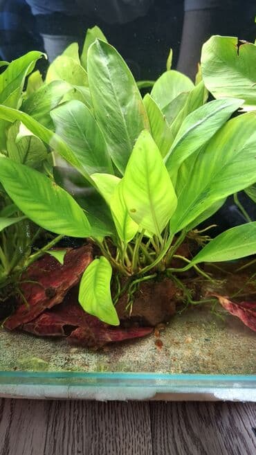 Линолеум: Аквариумные растения — живые, выращенные в воде Предлагаются — 8